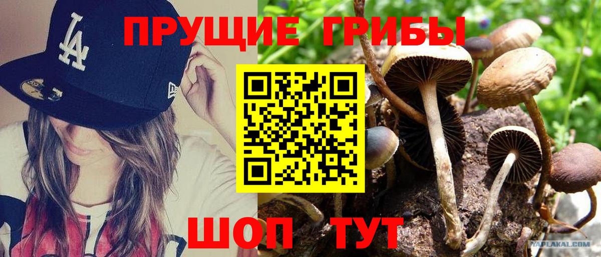 как найти закладки  Псилоцибиновые грибы прущие грибы  Вход с VPN  Дальнереченск  Псилоцибиновые грибы Psilocybe 